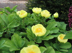 گل صد توماني طلایی